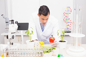 Focus scientist examining peppers
