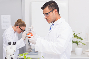 Scientist injecting a tomato