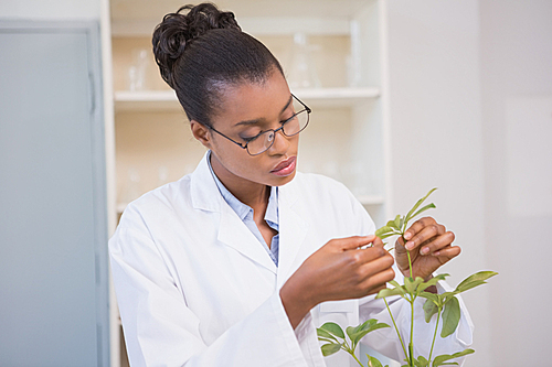 Scientist examining plant