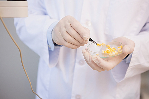 Scientist examining corn seeds in petri dish