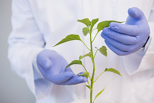 Scientist examining plants