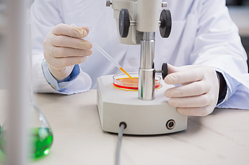 Scientist examining petri dish with microscope