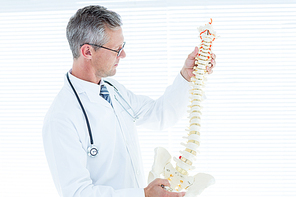 Doctor examining anatomical spine in medical office