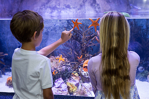 Children pointing at starfish in tank at aquarium