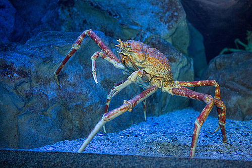 Big crab climbing a stone in tank at the aquarium