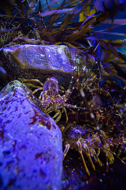 Shrimp hiding in stones in a tank at the aquarium