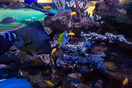 Fish swimming in a tank with coral at the aquarium