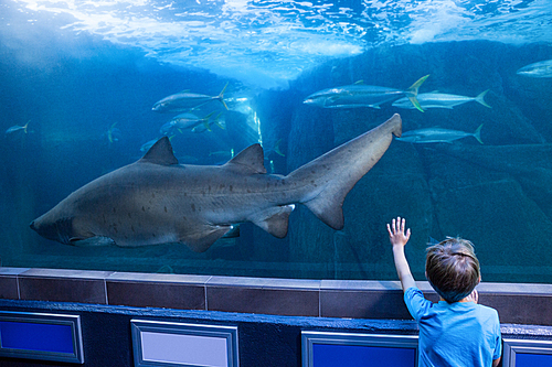 Young man touching a tank with fish and shark at the aquarium