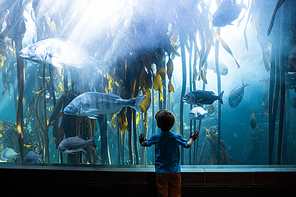 Young man touching a tank with big fish at the aquarium