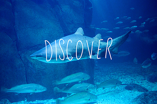 Composite image of discover