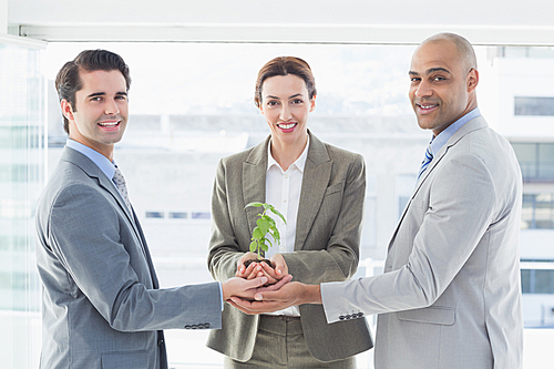 Business colleagues holding plant together
