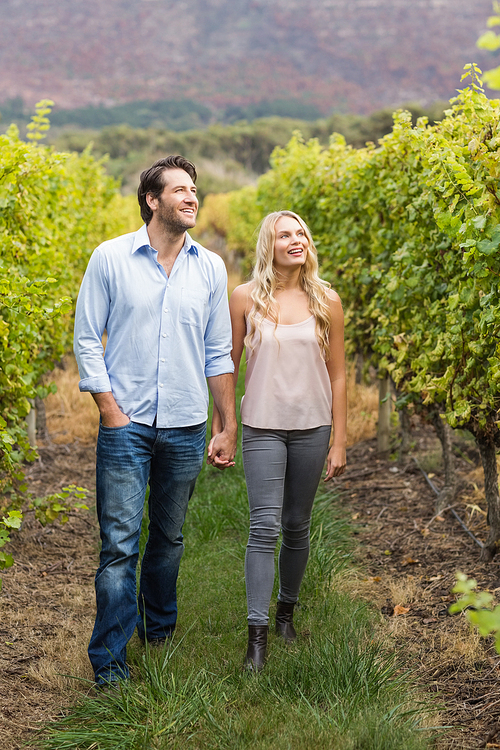 Young happy couple walking side by side while holding hands in the grape fields