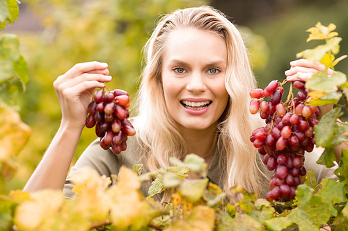 Portrait of a smiling blonde winegrower holding red grapes