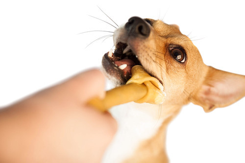 Cute dog chewing bone on white background
