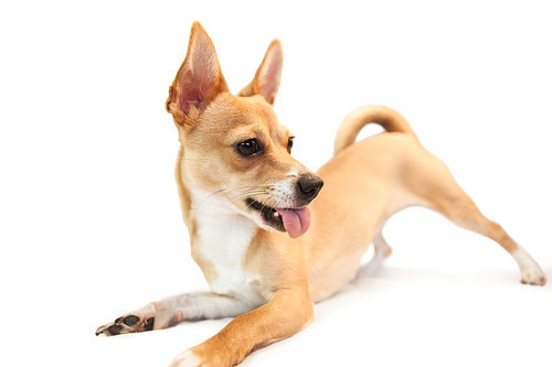 Cute dog with tongue out on white background