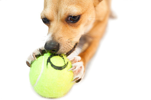 Cute little dog chewing on ball on white background
