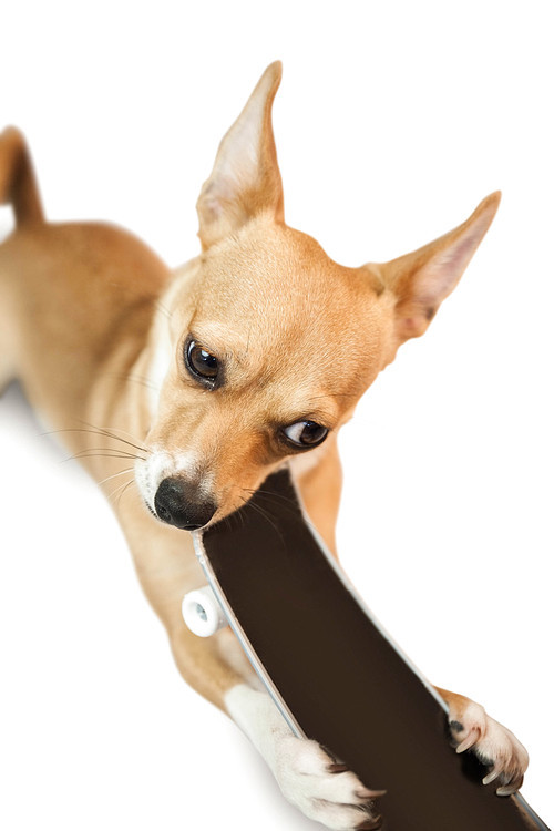 Cute dog chewing on skateboard toy on white background