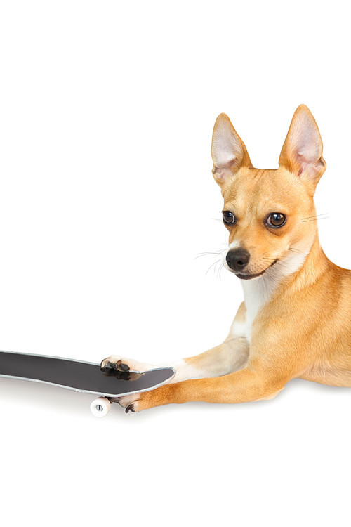 Cute dog with skateboard toy on white background