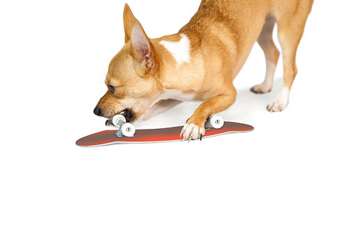 Cute dog chewing on skateboard toy on white background