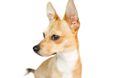 Cute dog with pointy ears on white background