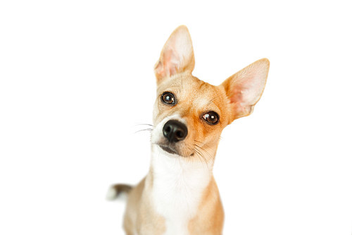 Cute dog with pointy ears on white background