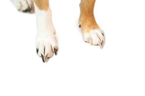 Cute dogs paws on white background