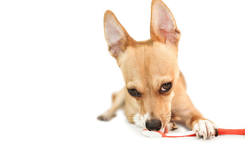 Cute dog chewing on toothbrush on white background
