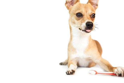 Cute dog chewing on toothbrush on white background