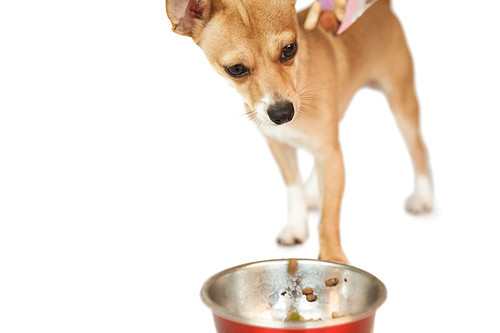 Cute dog eating from bowl on white background
