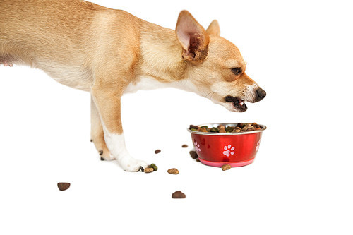 Cute dog eating from bowl on white background