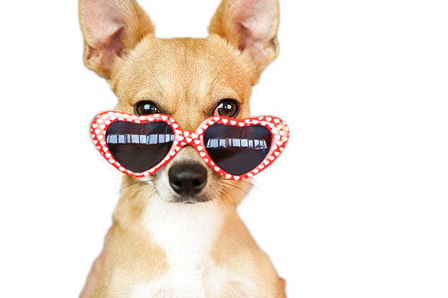 Cute dog with heart sunglasses on white background