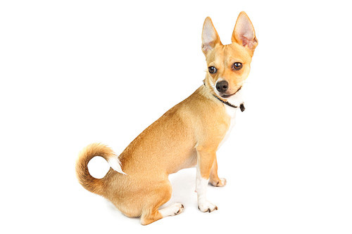 Cute little chihuahua dog on white background