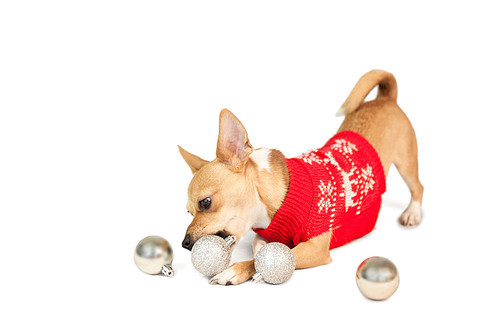 Cute festive dog with baubles on white background