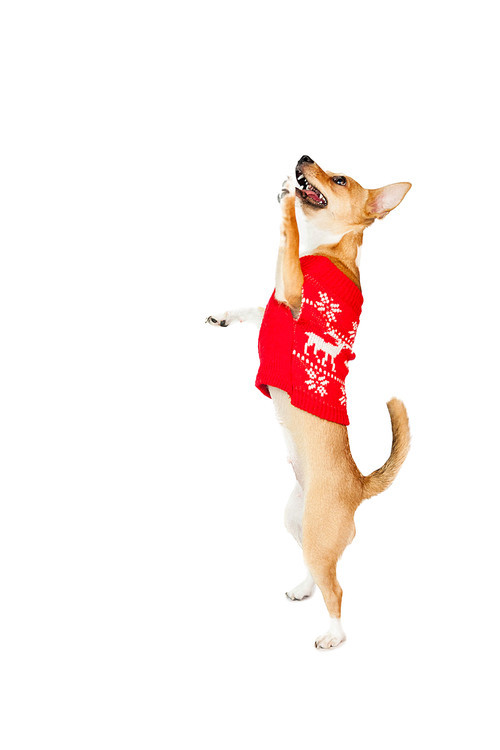 Cute festive dog with paws up on white background