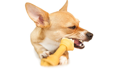 Cute dog chewing bone toy on white background