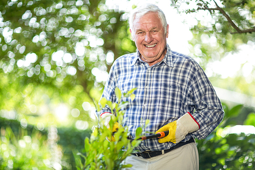 Portrait of senior man cutting plants with pruning shears in garden