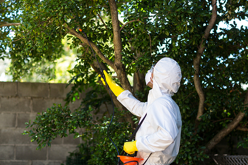 Man spraying insecticide on tree in lawn