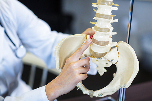 Physiotherapist holding a spine model in clinic