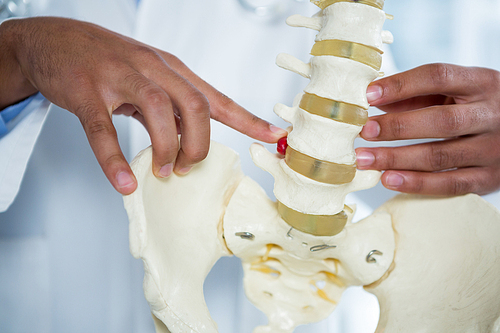 Mid section of physiotherapist pointing at spine model in clinic