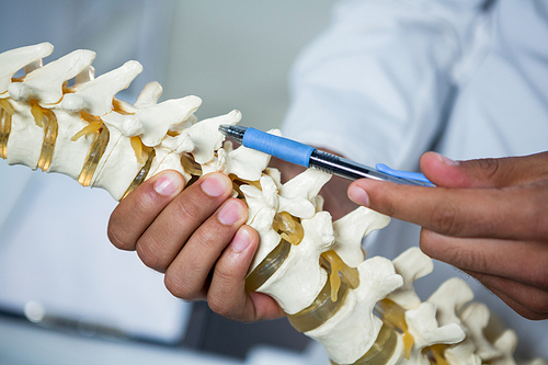 Physiotherapist pointing at spine model in the clinic