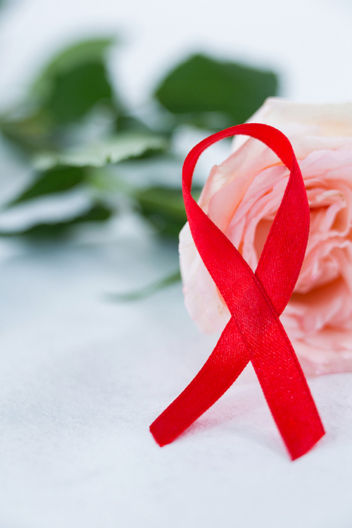 Close-up of red AIDS ribbon with pink rose on white background