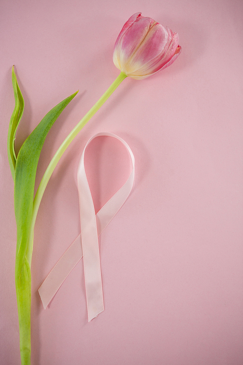 Overhead view of Breast Cancer Awareness ribbon on tulip against blue background