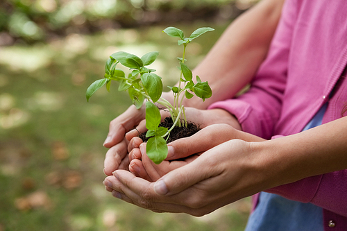Midsection of woman and daughter holding seedling in cupped hands at backyard