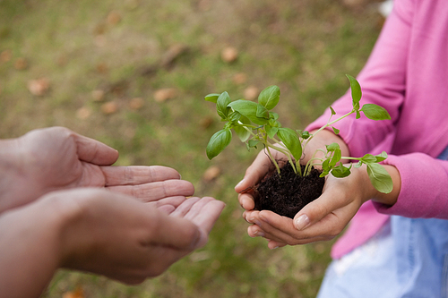 Girl giving seedling to cropped cupped hands of mother at garden