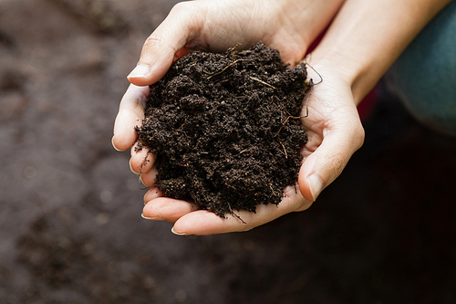 Cropped hands of female gardener holding soil at backyard