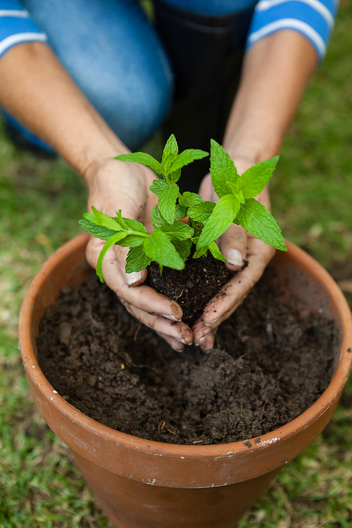 High angle view of senior woman planting seedling in pot at backyard