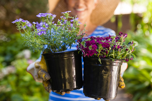 Midsection of senior woman holding flower pots at backyard