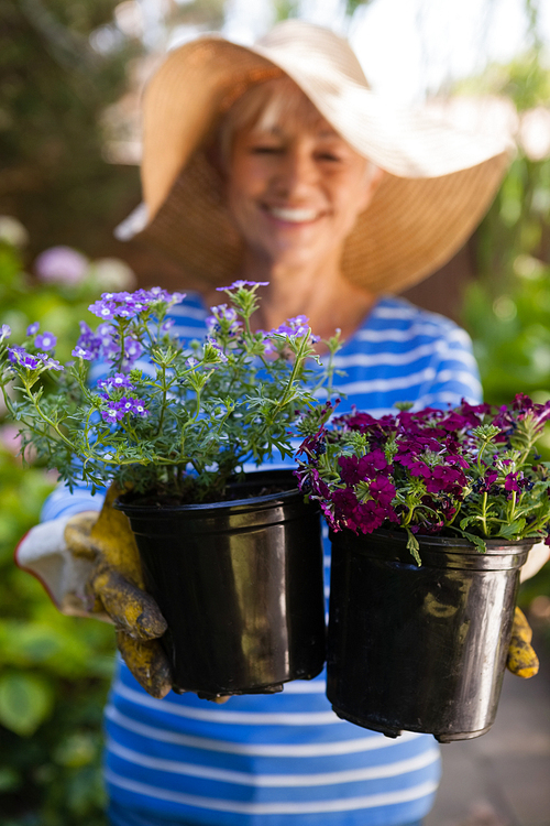 Smiling senior woman holding fresh flower pots at backyard