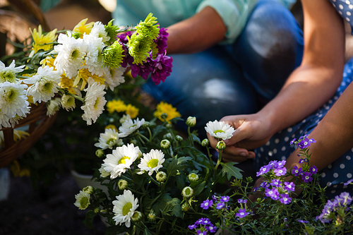 Cropped image of granddaughter and grandmother plucking flowers in backyard