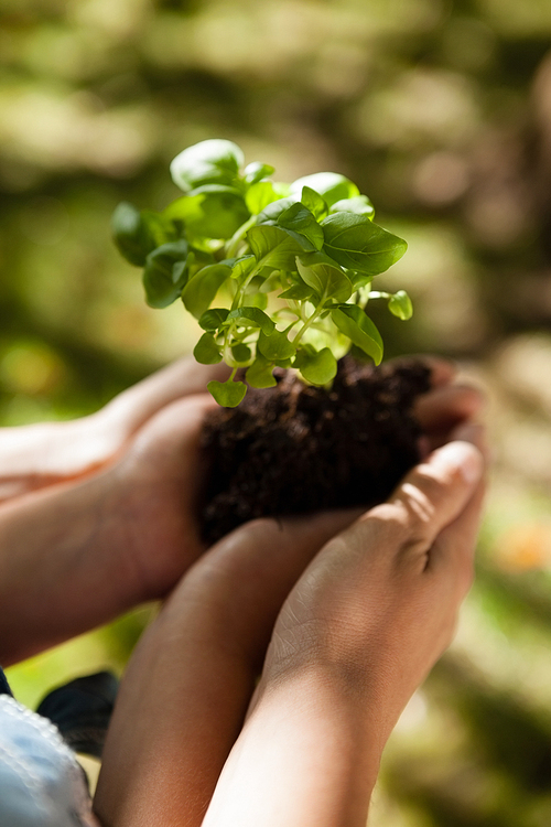 Cropped image of mother and daughter holding seedling in cupped hands at backyard